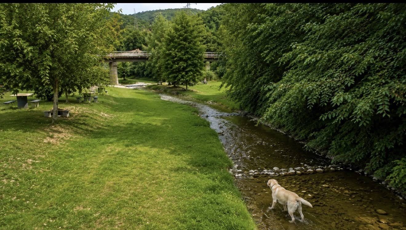 Ein Labrador im Wasser eines Bachs, unter einer Brücke, mit Wiese und Picknicktischen am Ufer